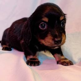 Green Male 3 - Black and tan male Dachshund puppy in Battle Ground, Washington from Ferguson's Bulldogs