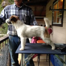 Roo - Russell Terrier