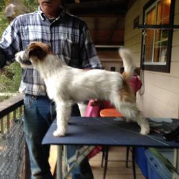 Roo - Russell Terrier