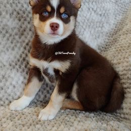 Pomsky Puppies from Chi-Town Pomsky