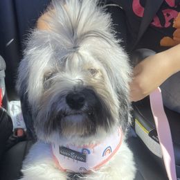 Crumbl - Havanese