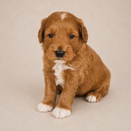 Dusty - Red  male Goldendoodle puppy in Floyd, Virginia from Hearts and Paws Poodles and Doodles
