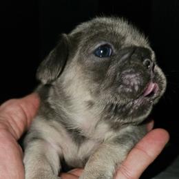 Girl 1 - Blue female French Bulldog puppy in High Ridge, Missouri from St Louis Frenchies