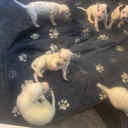 Girl 5 - White and black female Dalmatian puppy in Williamsburg, Ohio from Dewey’s Dals