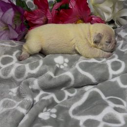 Snowdrop - White female French Bulldog puppy in Waitts Lake, Washington from Best Friend standard Frenchies