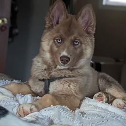 Lucy - Siberian Husky puppy from Wyant Farms