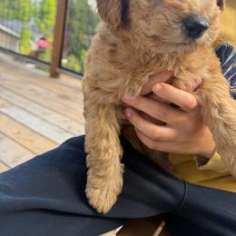 Boy 3 - Red male Labradoodle puppy in Shingle Springs, California from California Double Doodles