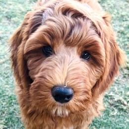 Alina - Apricot female Goldendoodle puppy in Scottsdale, Arizona from Cockadoodle Poo Puppies
