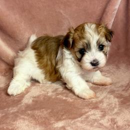 Clover - Red female Havanese puppy in Maryville, Missouri from Dreamworks Havanese