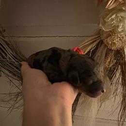 Harlow - Merle male Cockapoo puppy in Anderson, South Carolina from Cackalacky Companions