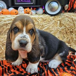 Houston - Black tan and white male Basset Hound puppy in Big Rapids, Michigan from Basket Hound Bassets