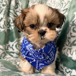 Danny - Red and white male Shih Tzu puppy in Hemet, California from Aloha Shih Tzu