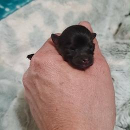 Girl 1 - Orange sable female Pomeranian puppy in Tulsa County, Oklahoma from CP Kennels