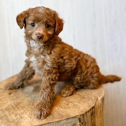 Nova - Red female Aussiedoodle puppy in Arlington, Washington from Doodle Love Laugh
