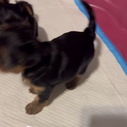 Girl 1 - Yorkshire Terrier puppy in Pennsylvania from Maxx & Milan