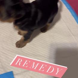 Girl 1 - Yorkshire Terrier puppy in Pennsylvania from Maxx & Milan
