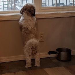 Shih Tzu Puppies from Jazzie Shih Tzu