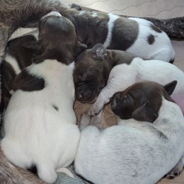 German Shorthaired Pointers from Hilltop Pointers