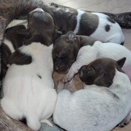 German Shorthaired Pointers from Hilltop Pointers