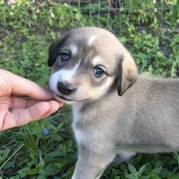 Nova - Gray fawn female Anatolian Shepherd Dog puppy in Fort Pierce, Florida from Quiet Waters