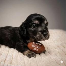 Mufasa - Black and cream male Dachshund puppy in Sheridan, Arkansas from Farmhouse Dachshunds