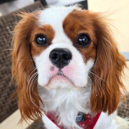 Indiana Jones - Cavalier King Charles Spaniel