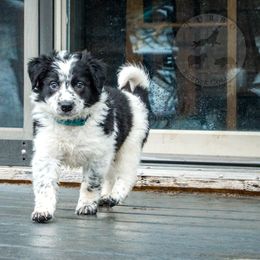 Border Collie, Golden Retriever, and Sporty Mix Puppies from Turbo Border Collies & Coltrievers