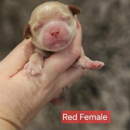 Red Female - Red and white female Cockapoo puppy in Mocksville, North Carolina from Hunting Creek Farm & Kennel