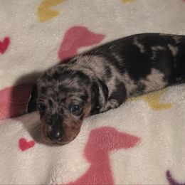Garnet - Dapple female Dachshund puppy in Los Angeles, California from Dachshunds of the Desert