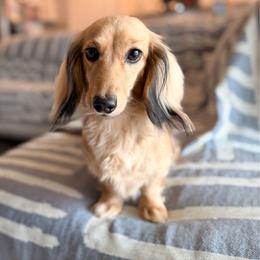 Fiona - Dachshund