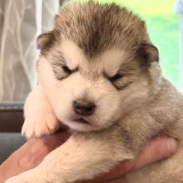 Girl 4 - Gray and white female Alaskan Malamute puppy in Ramsey, Minnesota from Windchaser Kennels