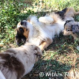 Australian Shepherd, Miniature Australian Shepherd, and Toy Australian Shepherd Puppies from Within The Nile Aussies LLC