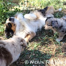 Australian Shepherd, Miniature Australian Shepherd, and Toy Australian Shepherd Puppies from Within The Nile Aussies LLC