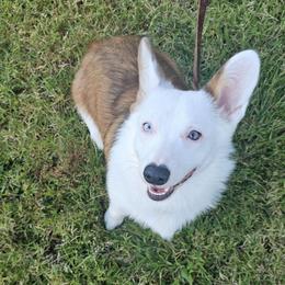Tempi - Pembroke Welsh Corgi