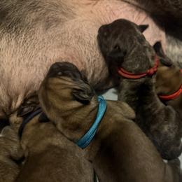 Blue Collar - Fawn female Mastiff puppy in Lincolnton, North Carolina from Little Mountain Mastiffs