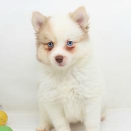 Colonel Mustard SALE 2700 - Chocolate male Pomsky puppy in Christiana, Tennessee from Smoky Mountain Pomskies