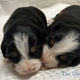 Bernese Mountain Dog Puppies from Baby Berners
