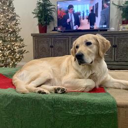 Quinn - Golden Retriever