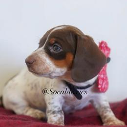 Rosalina - Chocolate and tan female Dachshund puppy in Apple Valley, California from Socaldoxies