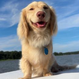 Bandit - Dachshund