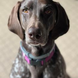 German Shorthaired Pointer All Grown Up from Windward German Shorthaired Pointers