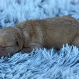 Nala - Apricot female Goldendoodle puppy in Ambrose, Georgia from Brandilyn's Aussies