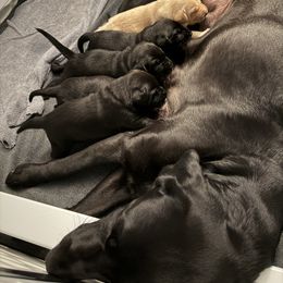 Labrador Retriever Puppies from Meadow Pond Retrievers