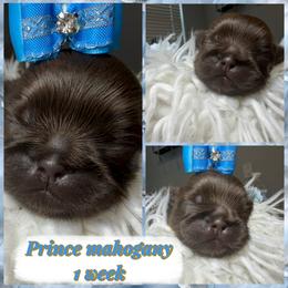 Prince Mahogany - Chocolate male Shih Tzu puppy in Coolidge, Arizona from Shih Tzu’s  ‘N’ Love