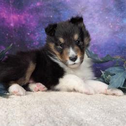 Dr Seuss - Black white and tan male Shetland Sheepdog puppy in Elk, Washington from Asgard Shetland Sheepdogs