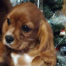 Boy 4 - Cavalier King Charles Spaniel puppy from Grace Cavalier Kingdom