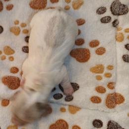 Stinker - Gray (blue) and tan male Dachshund puppy in Marshall, Texas from Wilson's Kennels