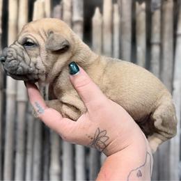 Earl - Fawn male Chinese Shar-Pei puppy in Lehigh Acres, Florida from Florida Wrinkles