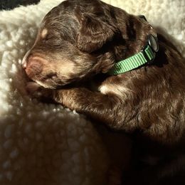 Bernedoodle Puppies from Cry Woof LLC