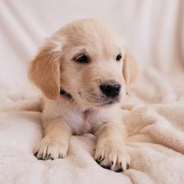 Green Collar - Golden male Golden Retriever puppy in Coarsegold, California from Sierra Hills Retrievers